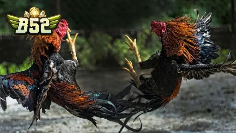 Mỗi hình thức chọi kê đem lại sức cuốn khác nhau