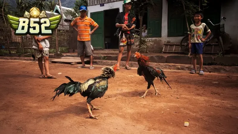 Thành viên có thể an tâm trải nghiệm đá gà B52club